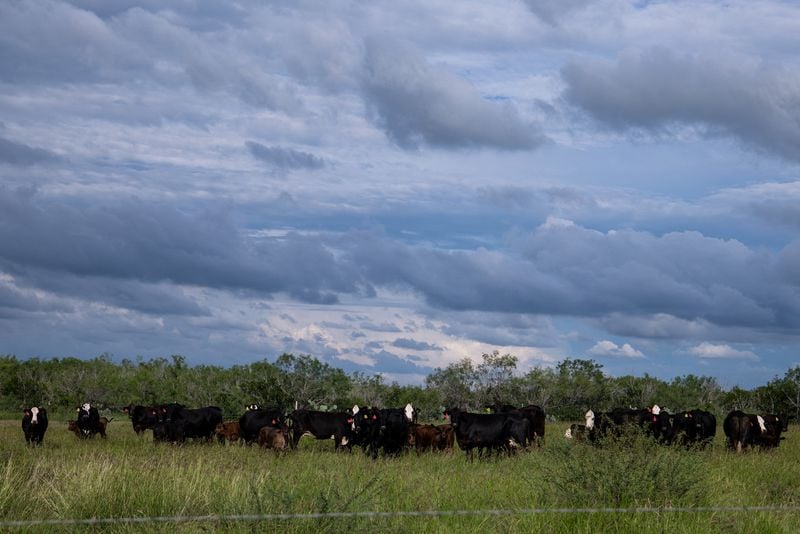Screwworm border closure fuels beef boom in Mexico, gloom in Texas